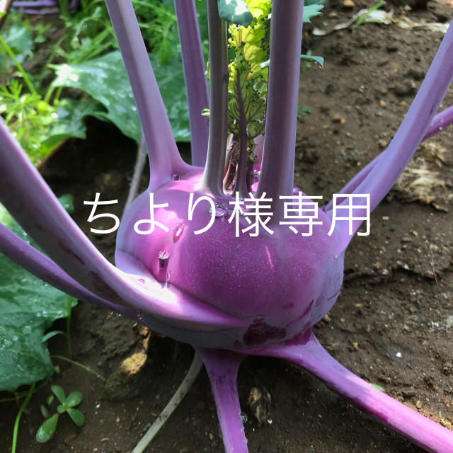 ちより様専用 食品/飲料/酒の食品(野菜)の商品写真