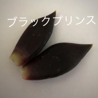 ブラックプリンス♡多肉植物(その他)