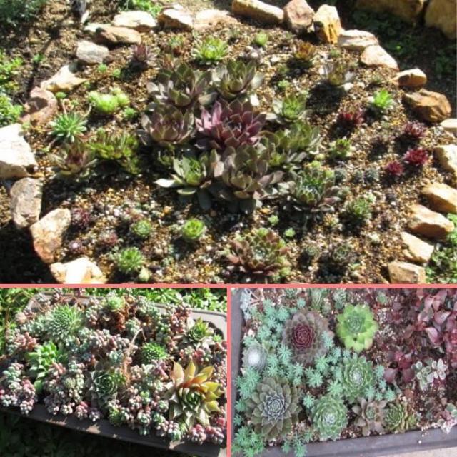 多肉植物 センペル抜き苗 寄せ植え 自転車 (白)そのまま飾れる この