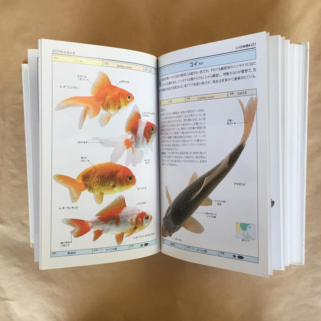 本 完璧版 観賞魚の写真図鑑 オールカラー世界の観賞魚500の通販 By あおぞら こんにちは ラクマ