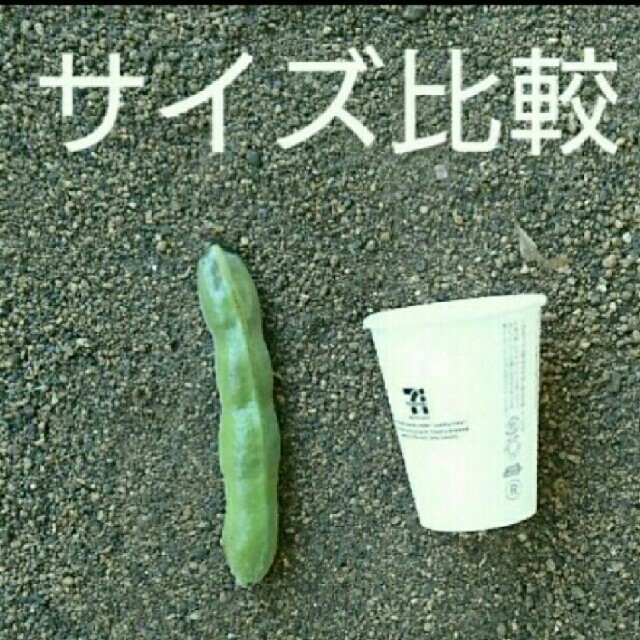 【無農薬】鹿児島県指宿産 むきそら豆一キロ Ａ良品 B少し訳あり品混合 食品/飲料/酒の食品(野菜)の商品写真