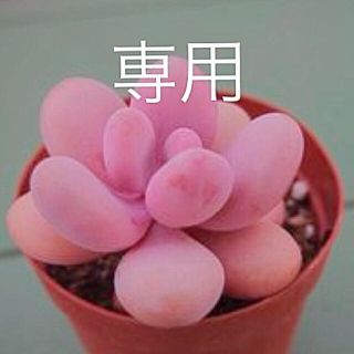 ♡あずきまめ様♡多肉植物(その他)