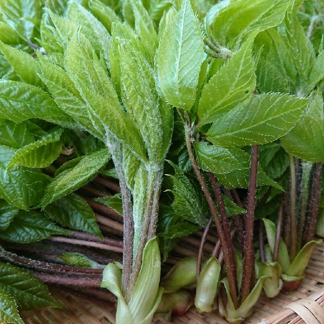 天然こしあぶら 食品/飲料/酒の食品(野菜)の商品写真