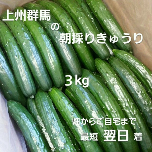 《群馬県産》農家 直送 きゅうり 食品/飲料/酒の食品(野菜)の商品写真