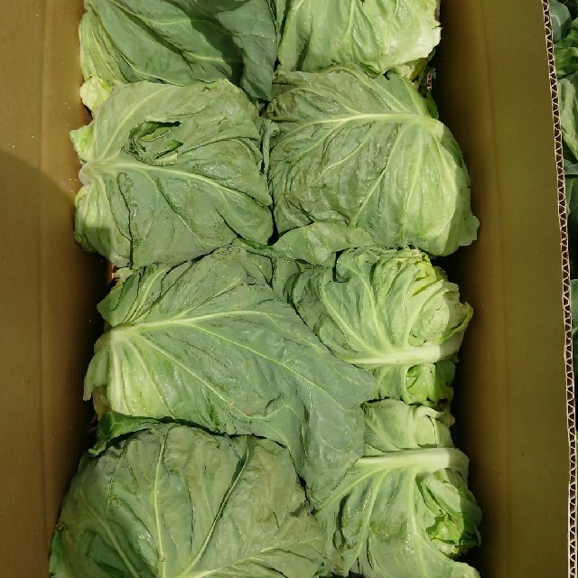はな様専用 三浦の春キャベツ 食品/飲料/酒の食品(野菜)の商品写真