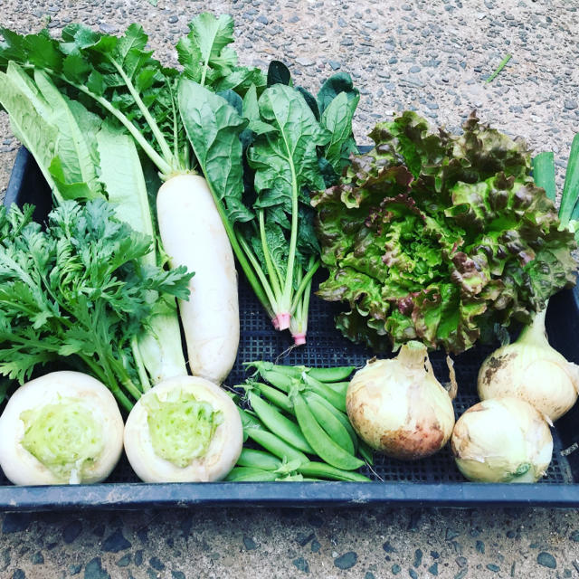 【チルド代込み】渥美半島から直送!旬彩野菜バスケット【S】 食品/飲料/酒の食品(野菜)の商品写真