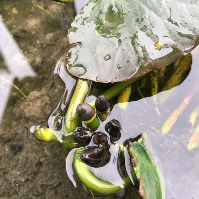 ラスト1点‼️睡蓮の株 蕾付き   栄養剤おまけ付き‼️ ハンドメイドのフラワー/ガーデン(その他)の商品写真