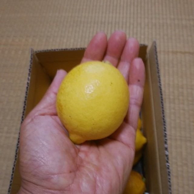広島県大崎上島産　無農薬レモン　2.5㎏ 食品/飲料/酒の食品(フルーツ)の商品写真
