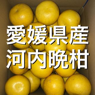 愛媛県産河内晩柑 8キロ(フルーツ)