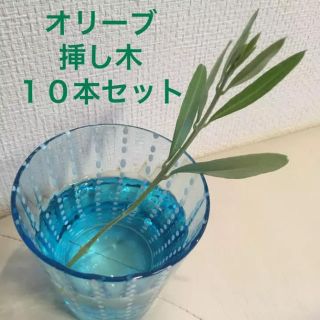 オリーブ 挿し木 はじめました(プランター)