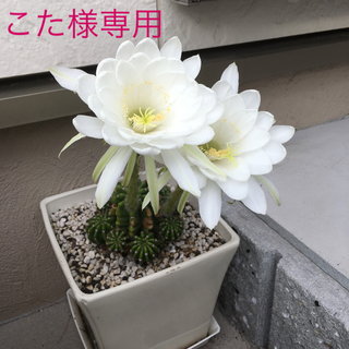 ミナペルホネン(mina perhonen)のミナペルホネン sand rose(その他)