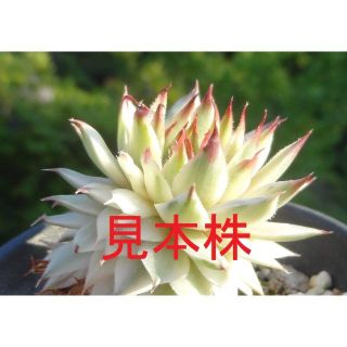 メッテニアナム錦 仔付き　斑入り　センペルビウム(その他)
