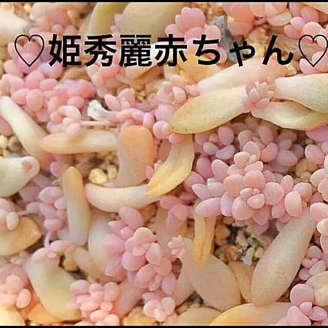 姫秀麗♡赤ちゃん10個♡多肉植物 ハンドメイドのフラワー/ガーデン(その他)の商品写真