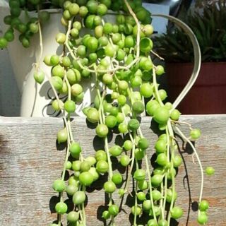 多肉植物 グリーンネックレス鉢ごと(その他)