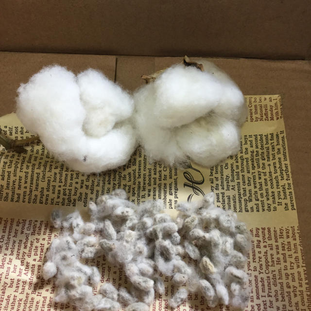 珍しい綿の種 3色 100粒 ハンドメイドのフラワー/ガーデン(プランター)の商品写真