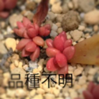 品種不明♡多肉植物(その他)