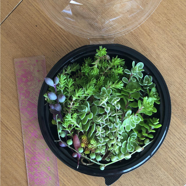 多肉植物 セダムなどの詰め合わせセット ハンドメイドのフラワー/ガーデン(その他)の商品写真