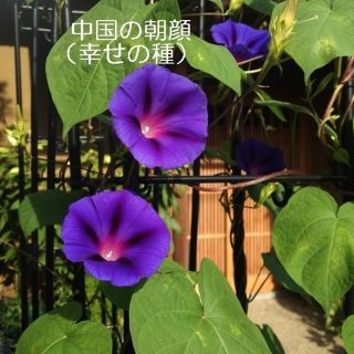 今が蒔きどき　　花の種「中国の朝顔　30粒」(その他)