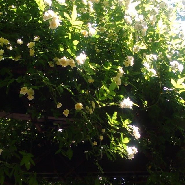 香りがたまらないモッコウバラ白挿し芽よう ハンドメイドのフラワー/ガーデン(その他)の商品写真