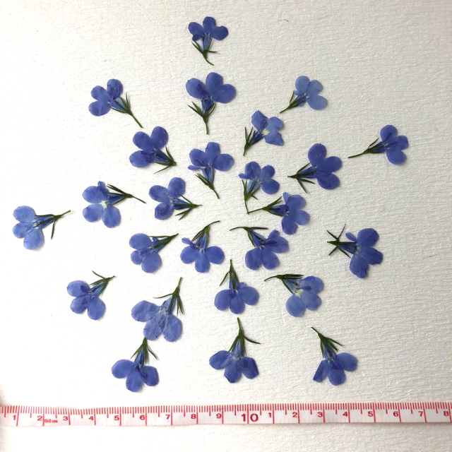 くまたん様専用*白のかすみ草*青のロベリア*押し花素材*送料込の
