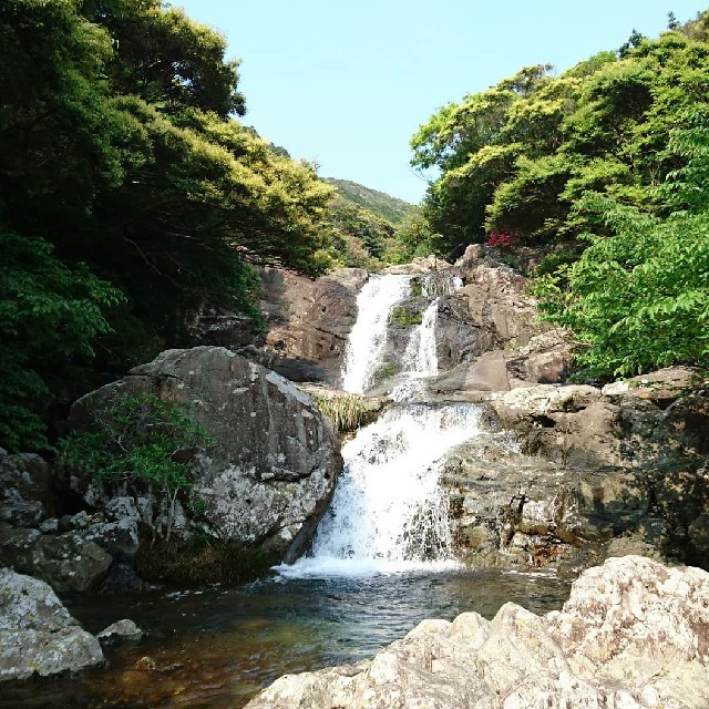 無農薬栽培❗ジャンボにんにくの芽 700g 長崎県 五島列島産より 食品/飲料/酒の食品(野菜)の商品写真