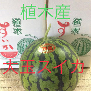 【産地直送】熊本県植木産 大玉スイカ 羅皇 約7kg(フルーツ)