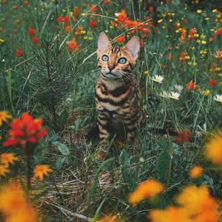 サイファ様(その他)