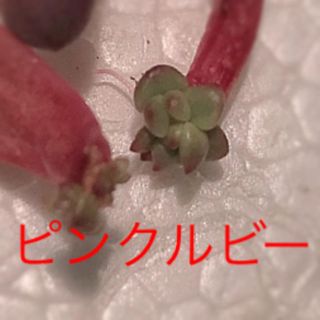 ピンクルビー♡赤ちゃん2個♡多肉植物(その他)