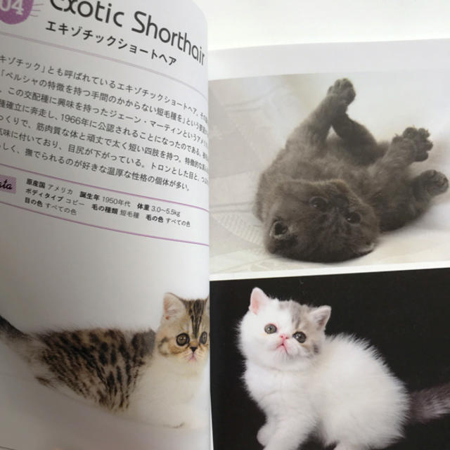 子猫の本 その他のペット用品(猫)の商品写真