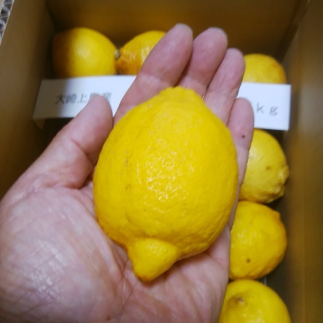 広島県大崎上島産　無農薬レモン　2.5kg 食品/飲料/酒の食品(フルーツ)の商品写真