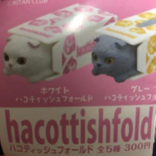 ハコティッシュフォールド ホワイト ガチャ(その他)