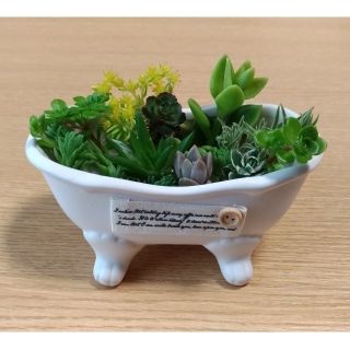 ★かに座O型★さま専用　多肉植物　セダム　寄せ植えに！　カット苗色々(その他)