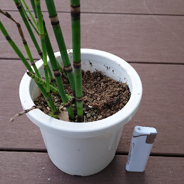 自家栽培 トクサ 砥草 苗 植物 庭園 モダン 和風 箱庭 坪庭 盆栽 苔玉の通販 By くりくり S Shop ラクマ