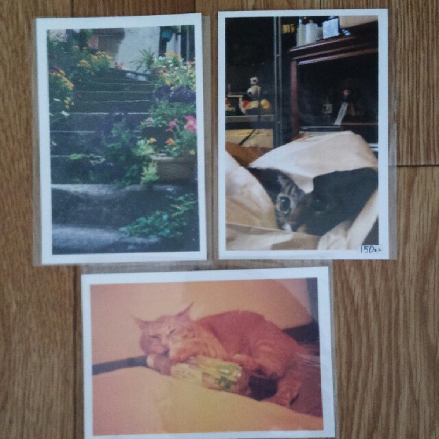 動物のポストカード6枚セット エンタメ/ホビーのコレクション(使用済み切手/官製はがき)の商品写真