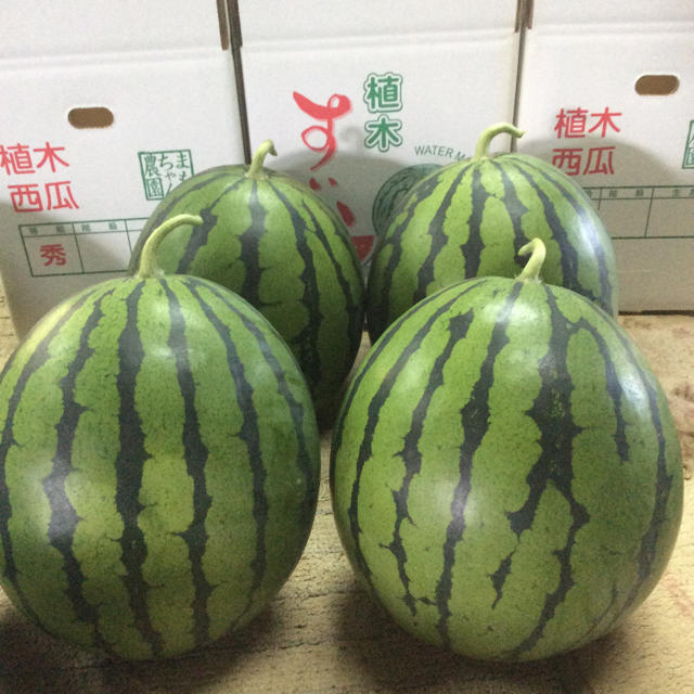 【産地直送】熊本県植木産 紅まくら 1玉入り 8kg 食品/飲料/酒の食品(フルーツ)の商品写真