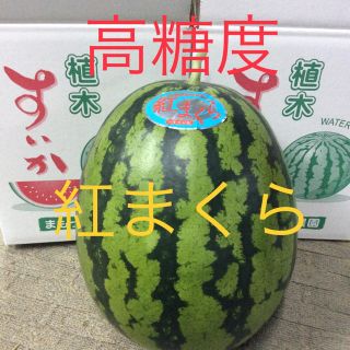 【産地直送】熊本県植木産 紅まくら 1玉入り 8kg(フルーツ)