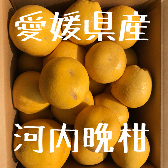 愛媛県産  河内晩柑  7キロ 食品/飲料/酒の食品(フルーツ)の商品写真