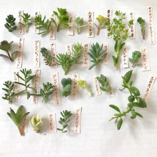 28種類♪多肉植物カット苗♪(その他)