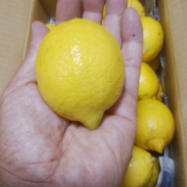 広島県大崎上島産　無農薬レモン　小2.5kg 食品/飲料/酒の食品(フルーツ)の商品写真