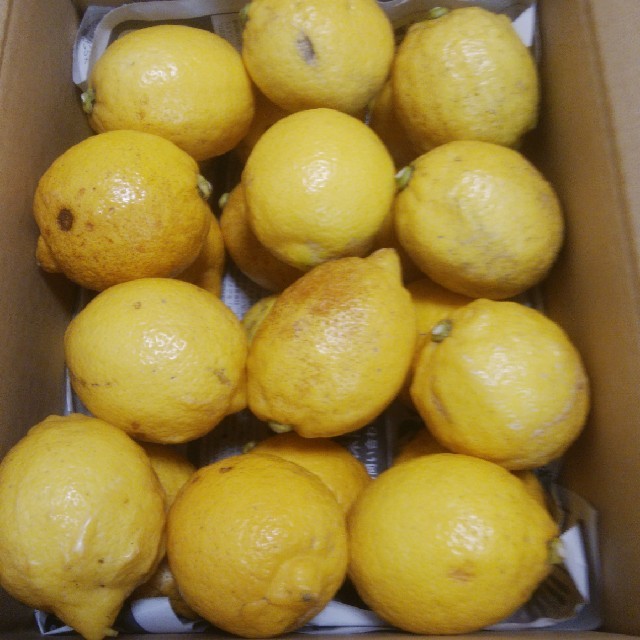 広島県大崎上島産　無農薬レモン　2.5kg 食品/飲料/酒の食品(フルーツ)の商品写真
