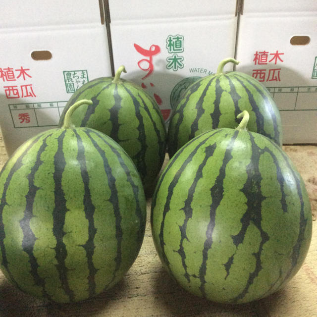 【産地直送】熊本県植木産 紅まくら 1玉入り 8kg 食品/飲料/酒の食品(フルーツ)の商品写真