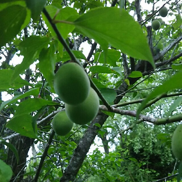 梅 食品/飲料/酒の食品(野菜)の商品写真