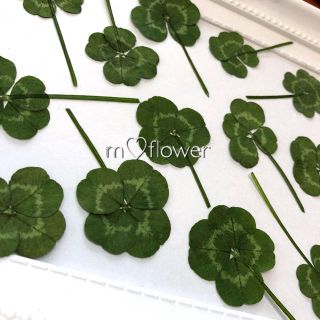 【天然無着色】クローバーの押し花素材＊送料込(各種パーツ)