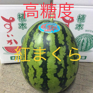 【産地直送】熊本県植木産 高糖度 紅まくら 1玉入り 8kg(フルーツ)