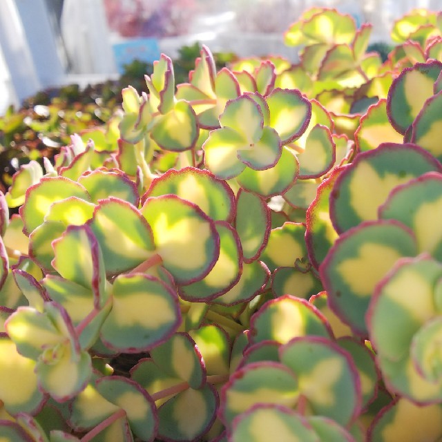 お気にいる 多肉植物 斑入りミセバヤの通販 shop|ラクマ ポ。。。's by その他多肉植物
