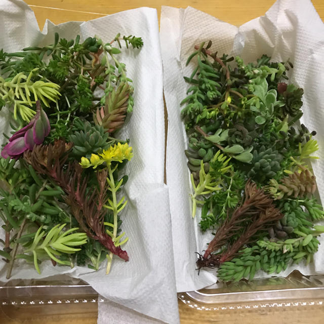 多肉植物 カット 2個セット ハンドメイドのフラワー/ガーデン(その他)の商品写真