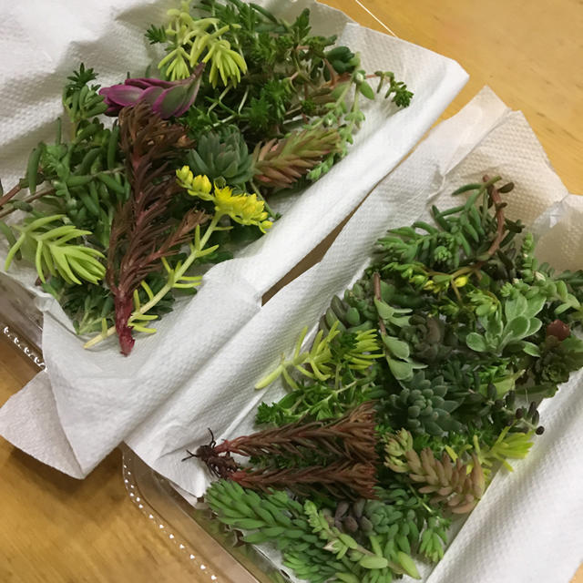 多肉植物 カット 2個セット ハンドメイドのフラワー/ガーデン(その他)の商品写真