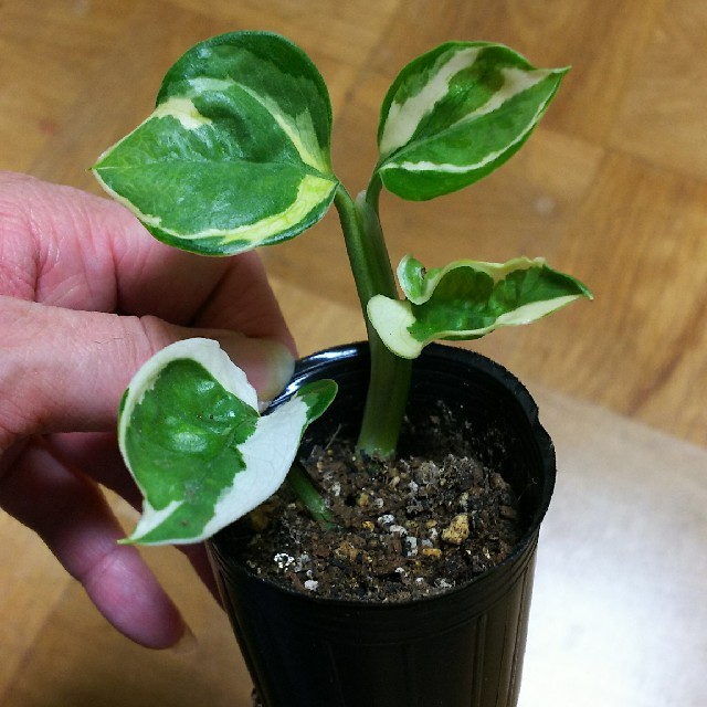ポトス エンジョイ 観葉植物の通販 By あこ ラクマ ポトス エンジョイ 観葉植物の通販 By あこ ラクマ