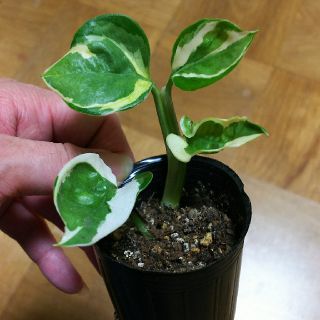 ポトス エンジョイ  観葉植物(その他)