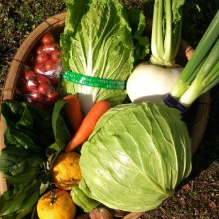 ☆わくわく80サイズ☆岡山産　新鮮野菜(野菜)